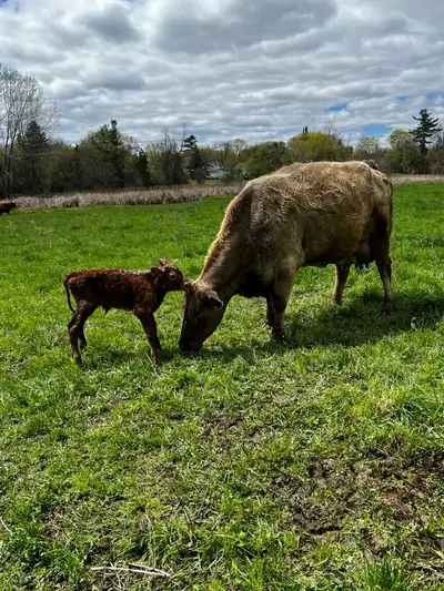 bull calf for sale , super healthy!! was supposed to be a heifer! born may 8th , so needs to be bott...