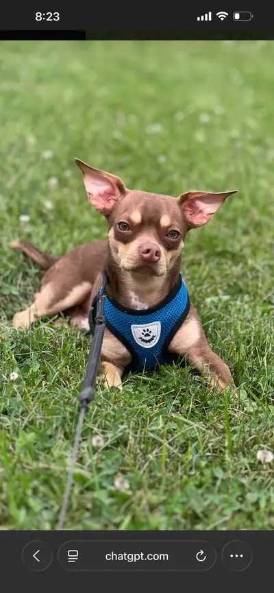 Biscuit Needs a New Home, View more