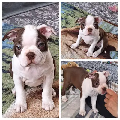 Little Boston Terrier Girl, View more