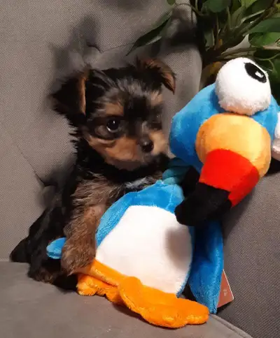 5 Adorable Yorkie puppies looking for their forever home, View more