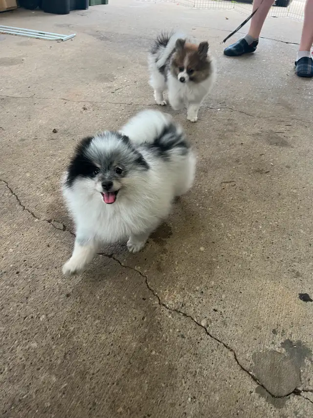 2 Male Pomeranian Puppies need a home make an offer in Dogs & Puppies for Rehoming in Edmonton - Image 10
