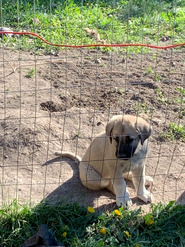 GREAT PYRENEES/KANGAL PUPS WANT FOREVER HOMES Dogs & Puppies for Rehoming 100 Mile House