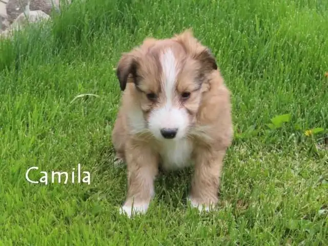 Sheltiepoo puppies. in Dogs & Puppies for Rehoming in Kitchener / Waterloo - Image 3