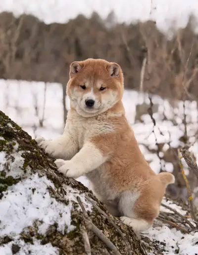 Shiba Inu puppies , View more