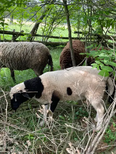2 Ram Lambs , View more