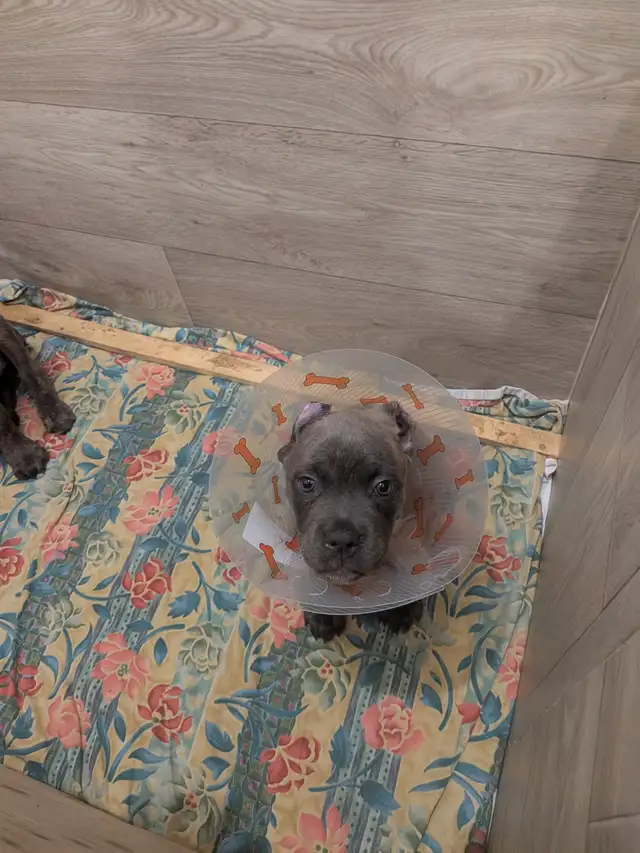 Cane Corso pups,, gray, blue, brindle , formentino in Dogs & Puppies for Rehoming in Markham / York Region - Image 20