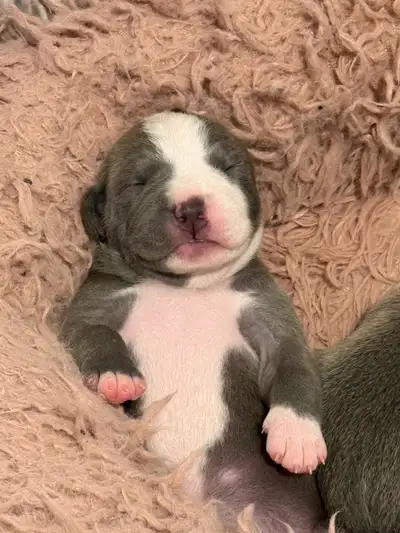 12 Adorable Puppies!, View more