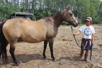 Registered AQHA mare, View more