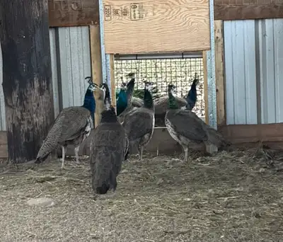 I have 2 males ($100 each) and 2 females ($125 each) DOB Aug 1, 2025 Located in Grand Forks BC