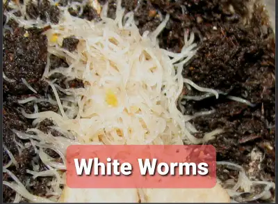 White Worm Culture, View more