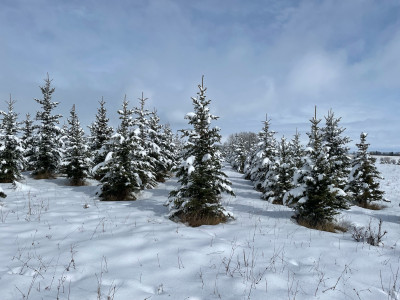 Spruce trees 