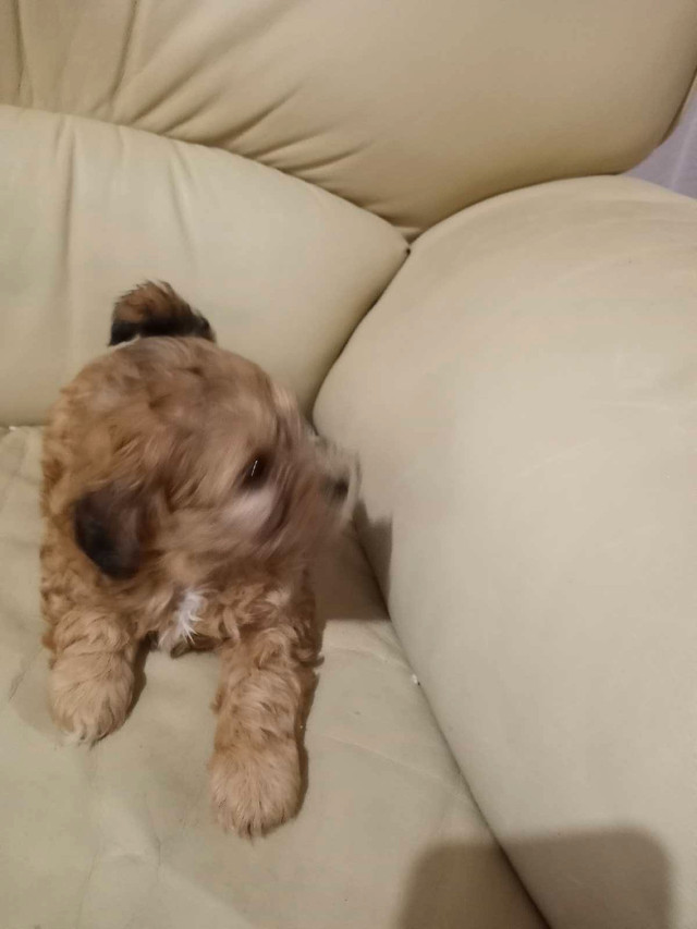 Beautiful ShihtzuXPoodle (Shihpoo) puppies in Dogs & Puppies for Rehoming in Markham / York Region - Image 2