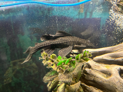 Pleco Fish for Rehoming