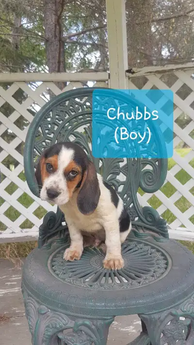 Cute beagle puppies for sale!, View more