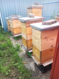 Complete Bee Hives - $200 ea.