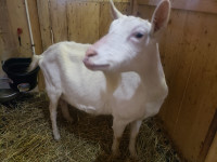 Dairy Goat (free) - gone pending pickup