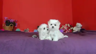Premium Snow-white Maltese Puppies, View more