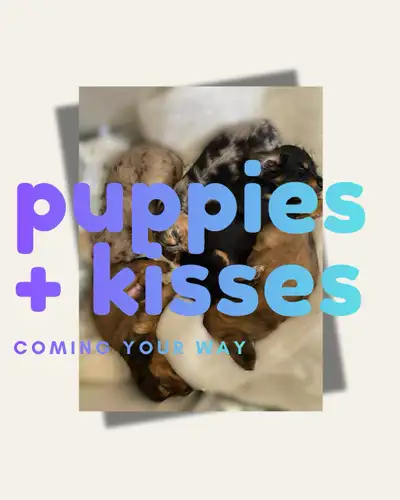 Mini Dachshund Mixed Puppies, View more