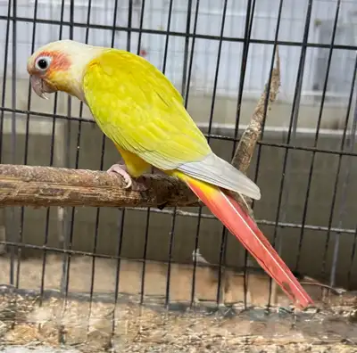 2 females , bonded . Will not separate. Semi tamed. 2 years old . Price is for both of them . No cag...