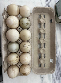 Mixed duck eggs 