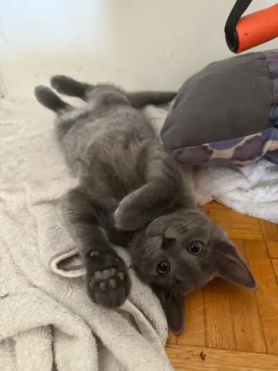 3 month old kittens for sale!!, View more