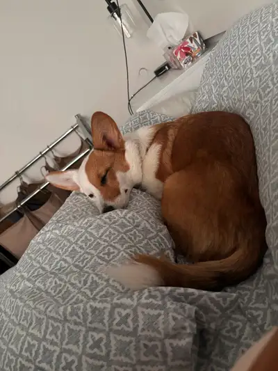Pembroke Welsh Corgi - 5 months, View more