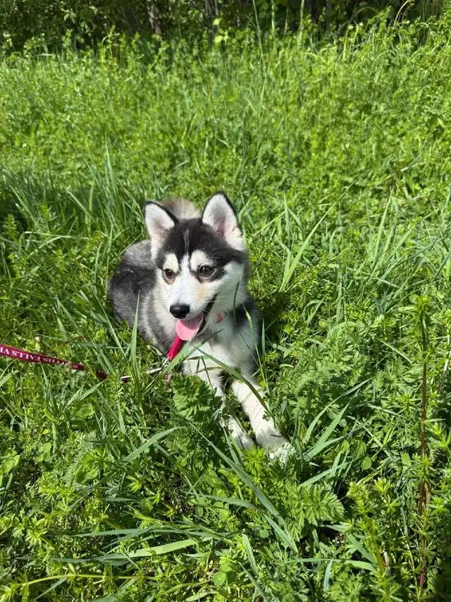 Pomsky female in Dogs & Puppies for Rehoming in Ottawa - Image 5