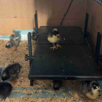 Barred Rock Chicks