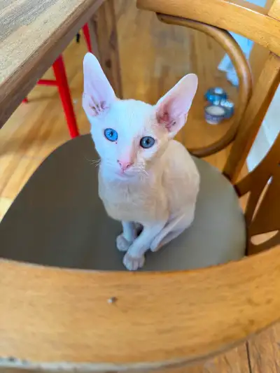 Chaton Cornish rex, View more
