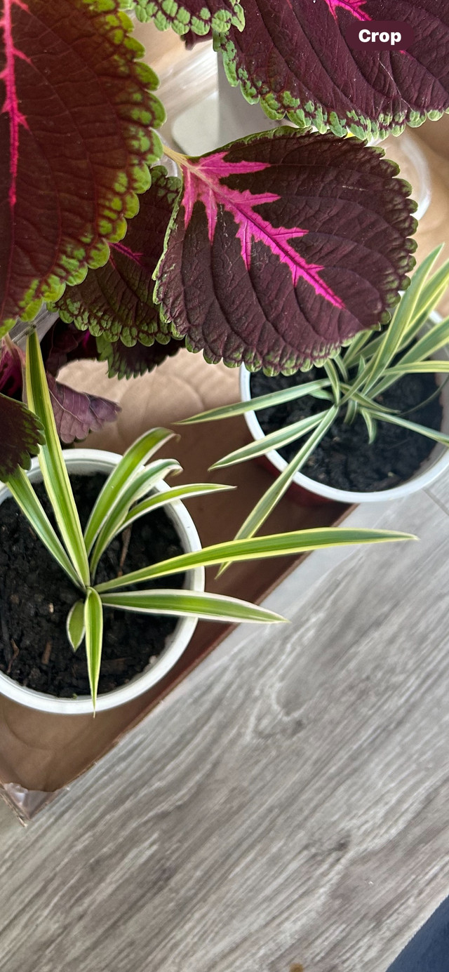 Spider plants  in Plants, Fertilizer & Soil in Calgary