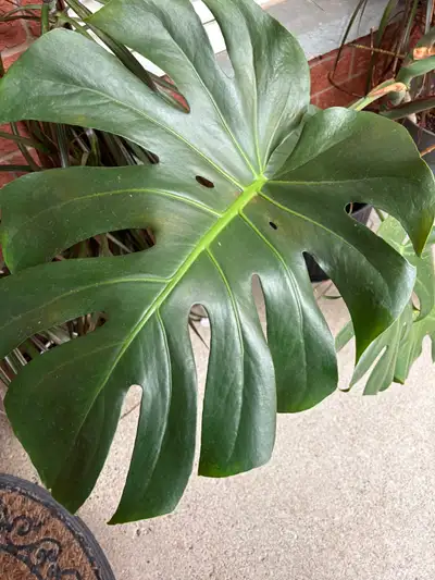 Monstera Deliciosa Plant extra large, View more