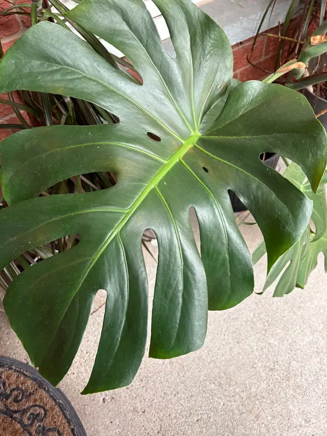 Monstera Deliciosa Plant extra large in Plants, Fertilizer & Soil in Mississauga / Peel Region - Image 2