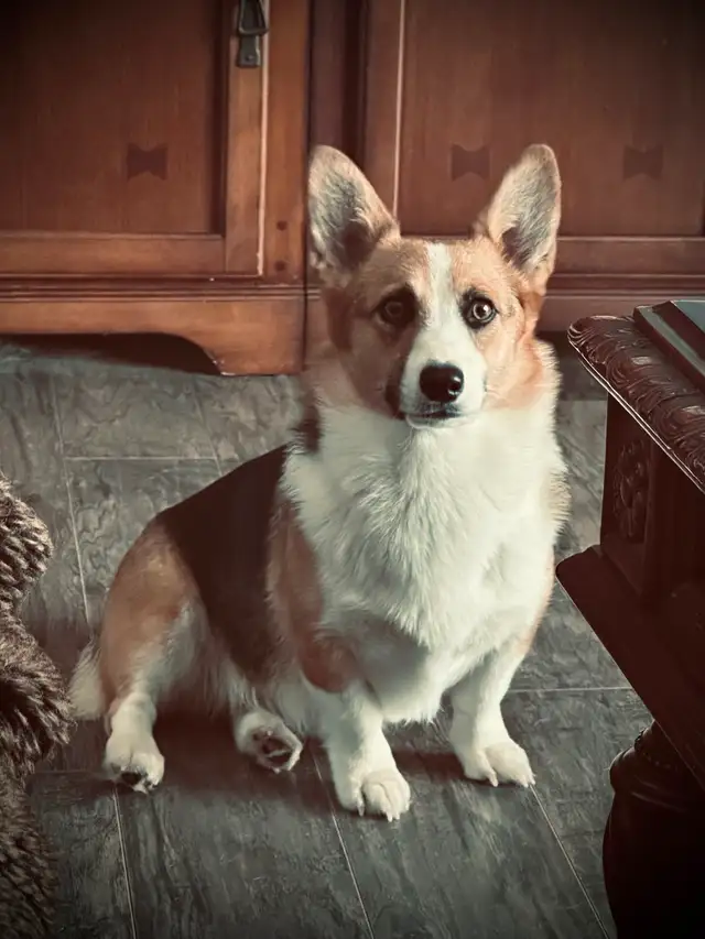 Magnifique Corgi Pembroke chiots in Dogs & Puppies for Rehoming in Laurentides - Image 5