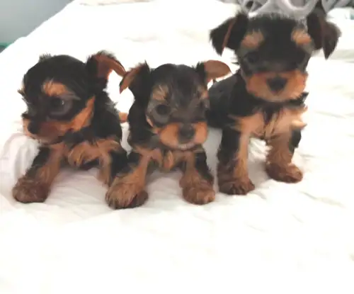 For sale Extra mini yorkshire terrier Purebred with one graft, from parents with Certification , 2 f...