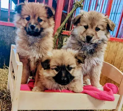 Pomsky pups all females an had there shots an are ready to go.call or text 5193211700