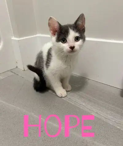 <<< update: Saturday 9am: we have 2 female kittens left, Hope (mostly white with grey and the cutest...