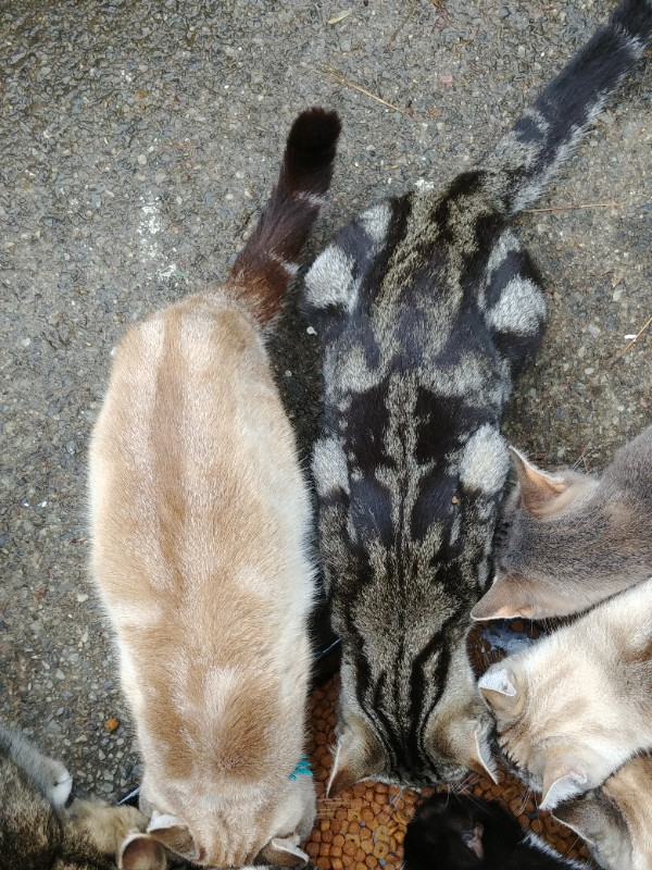 Chats hypoallergéniques à donner dans Chats et chatons à adopter  à Laurentides - Image 3