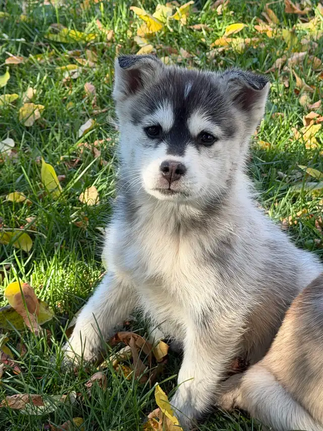 Pomsky Puppies | Dogs & Puppies for Rehoming | Winnipeg | Free local ...