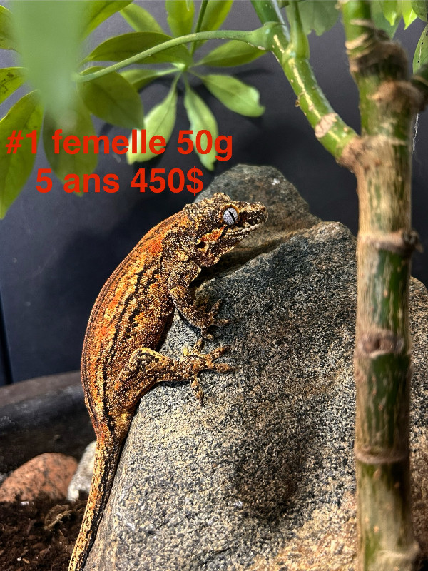 Gargoyle gecko 0.3 dans Reptiles et amphibiens à adopter  à Saint-Hyacinthe - Image 2