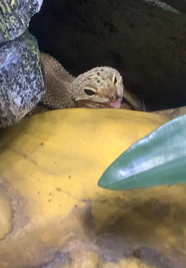 leopard gecko in Reptiles & Amphibians for Rehoming in Barrie