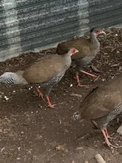 Silver Pheasants , View more