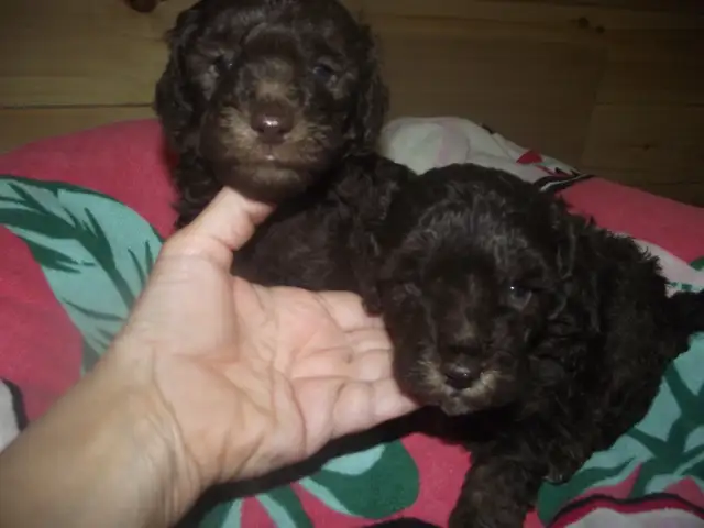 POODLES CKC REG'D MINI & TOYS in Dogs & Puppies for Rehoming in Moncton - Image 10