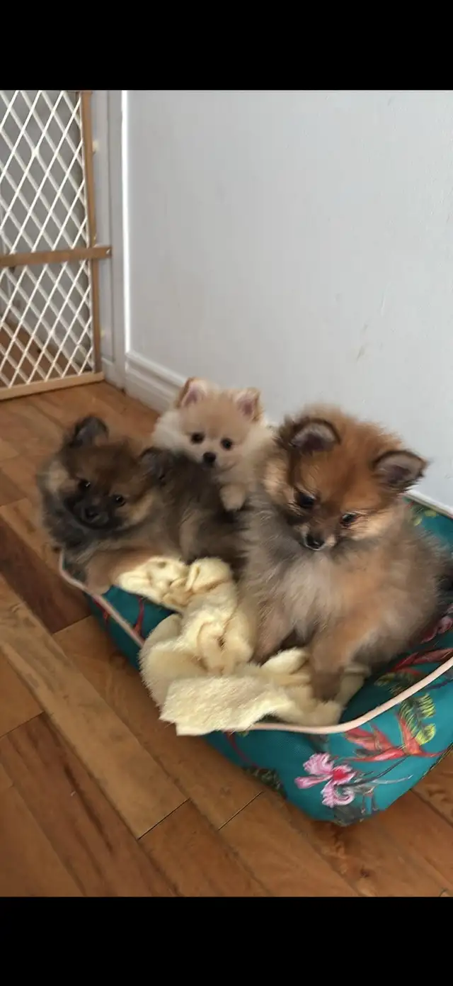 Pomeranian nain in Dogs & Puppies for Rehoming in Longueuil / South Shore - Image 2