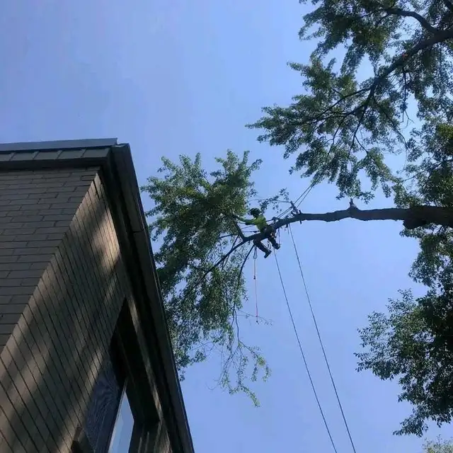 Tree Pruning Tree Removal 647 654-1884 in Lawn, Tree Maintenance & Eavestrough in City of Toronto - Image 10