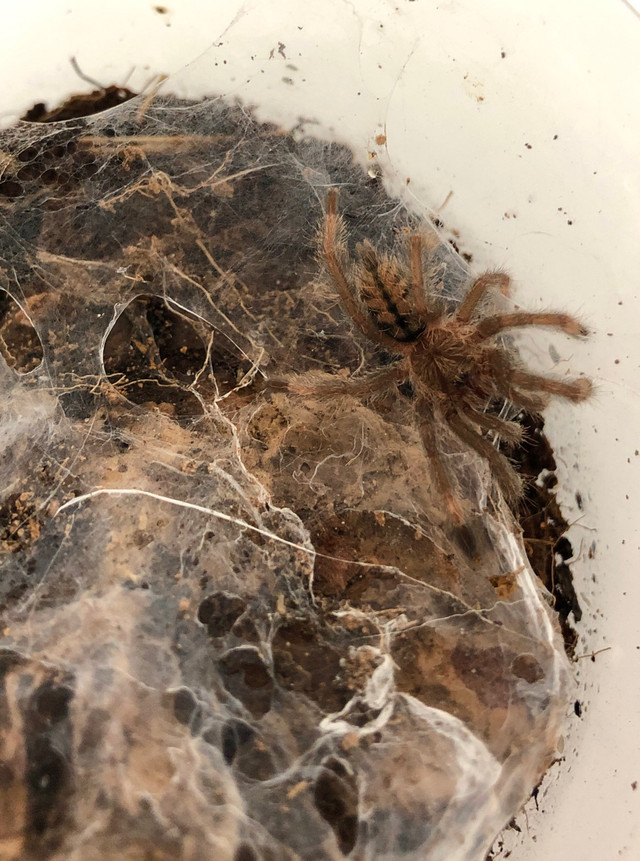 Tarantula - Trinidad Chevron in Small Animals for Rehoming in Burnaby/New Westminster - Image 2