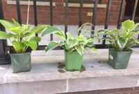 indoor/outdoor different lovely Hosta plants strong $10. each