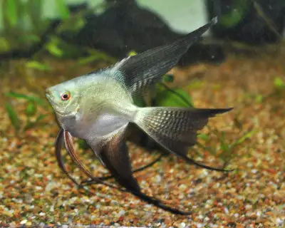 Green Bulgarian seal point super veil angel, View more