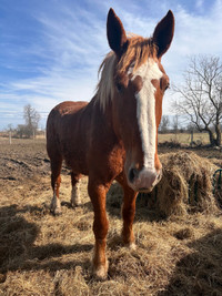 17 yrs old Belgian Mare