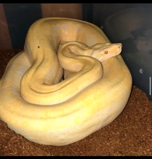 Reptiles in Reptiles & Amphibians for Rehoming in Penticton - Image 6