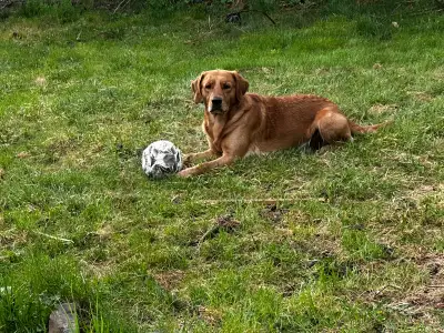 Labrador retriver for rehoming, View more